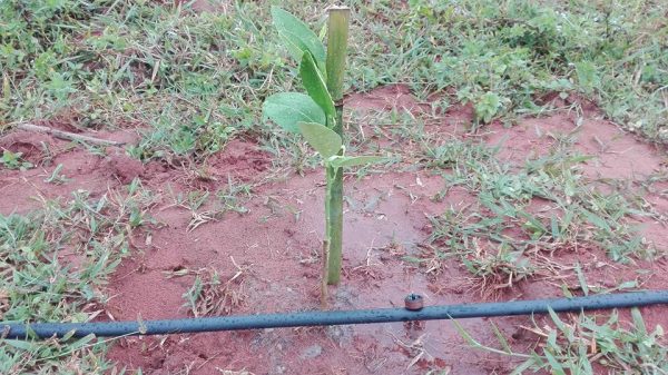 Sử dụng phương pháp tưới nhỏ giọt cho cây ăn quả khi mới gieo trồng